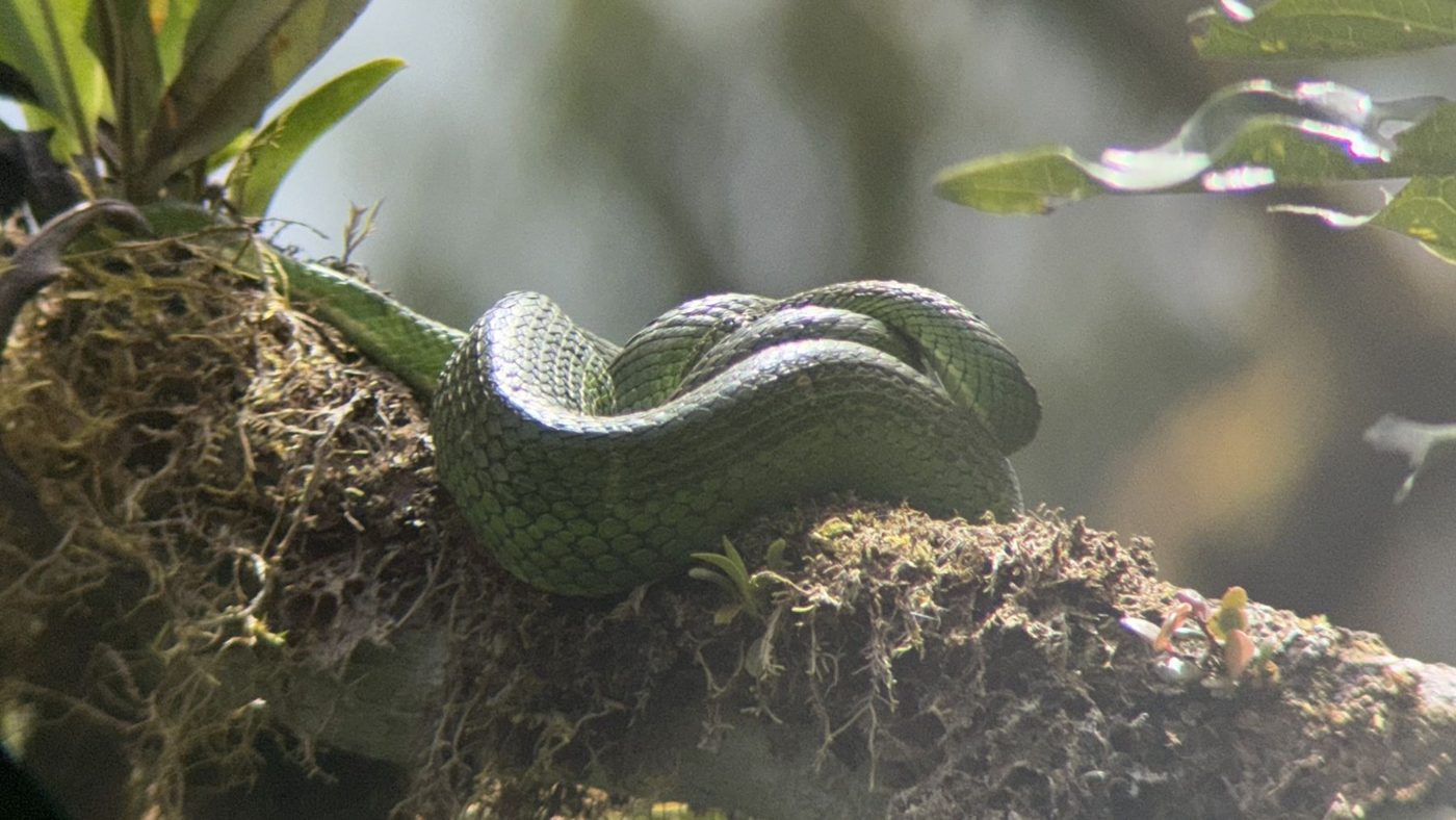 Víbora verde sobre musgo