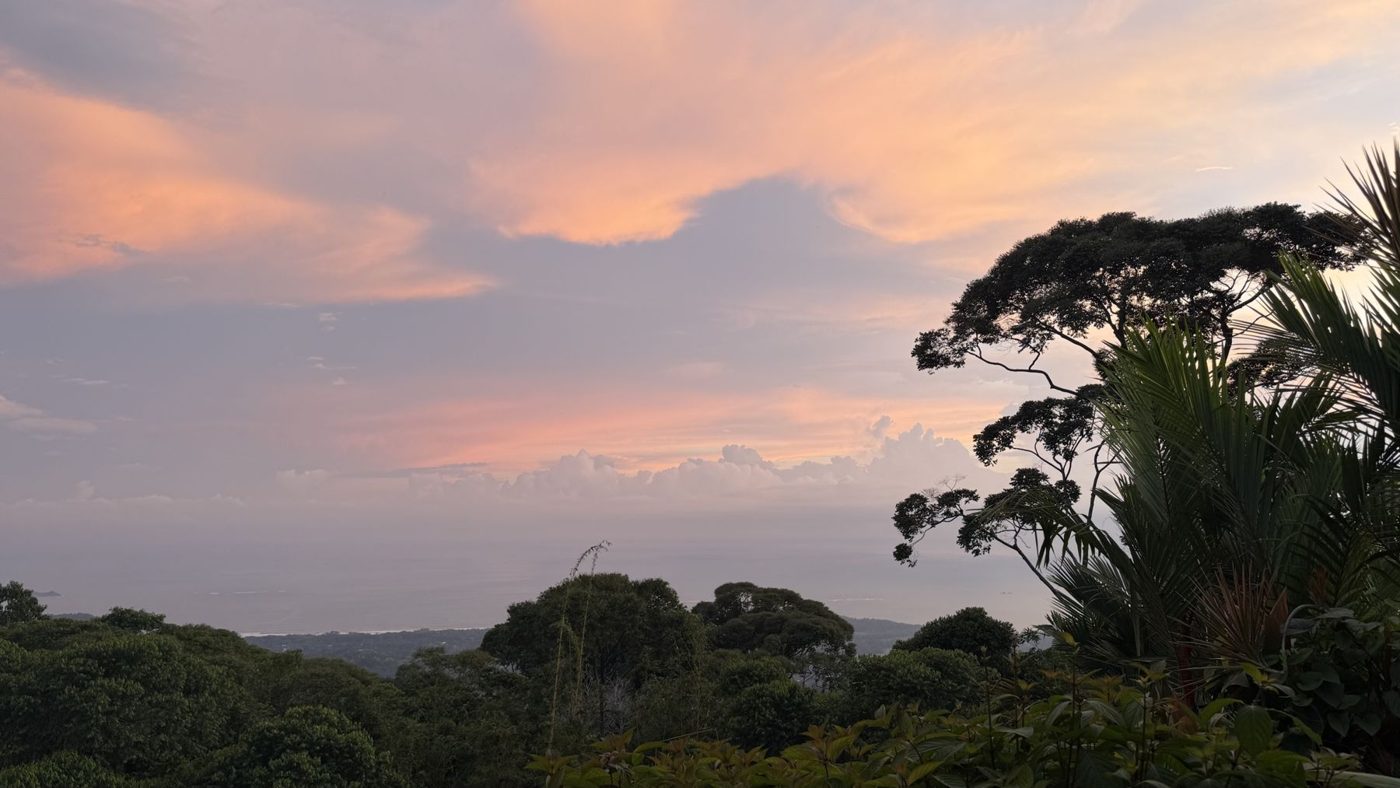 Entardecer rosado sobre a floresta