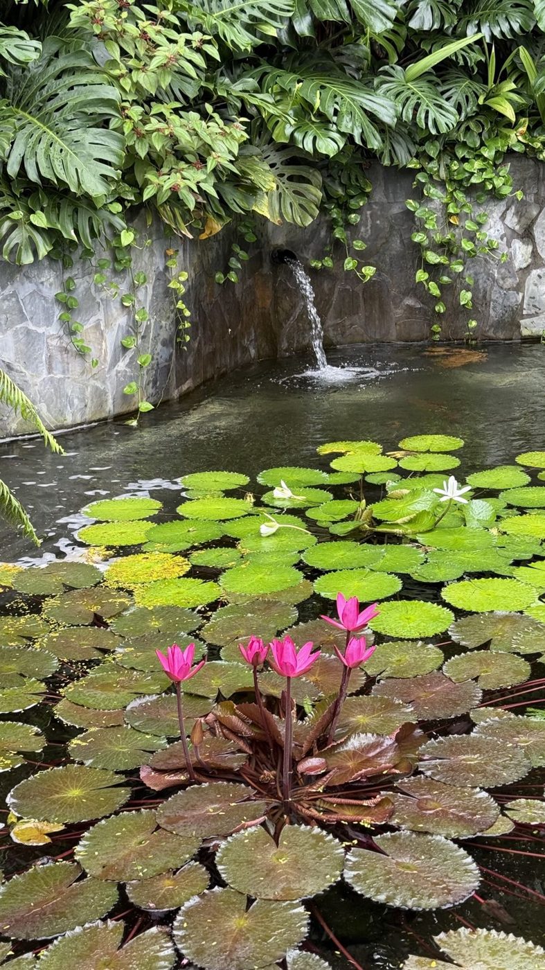 Lago de vitórias-régias e queda d'água no jardim do lodge