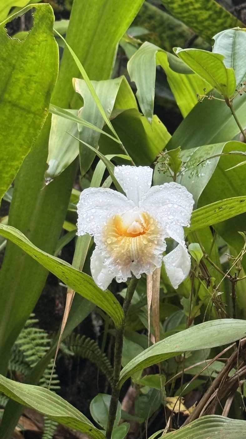 Orquídea branca na mata