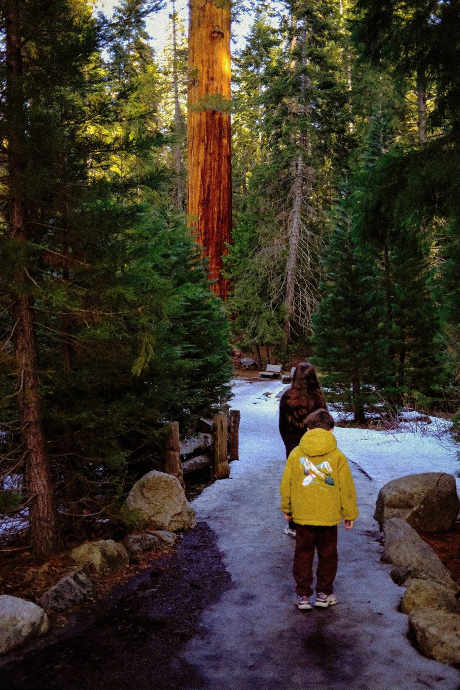 Criança caminhando entre sequoias na neve