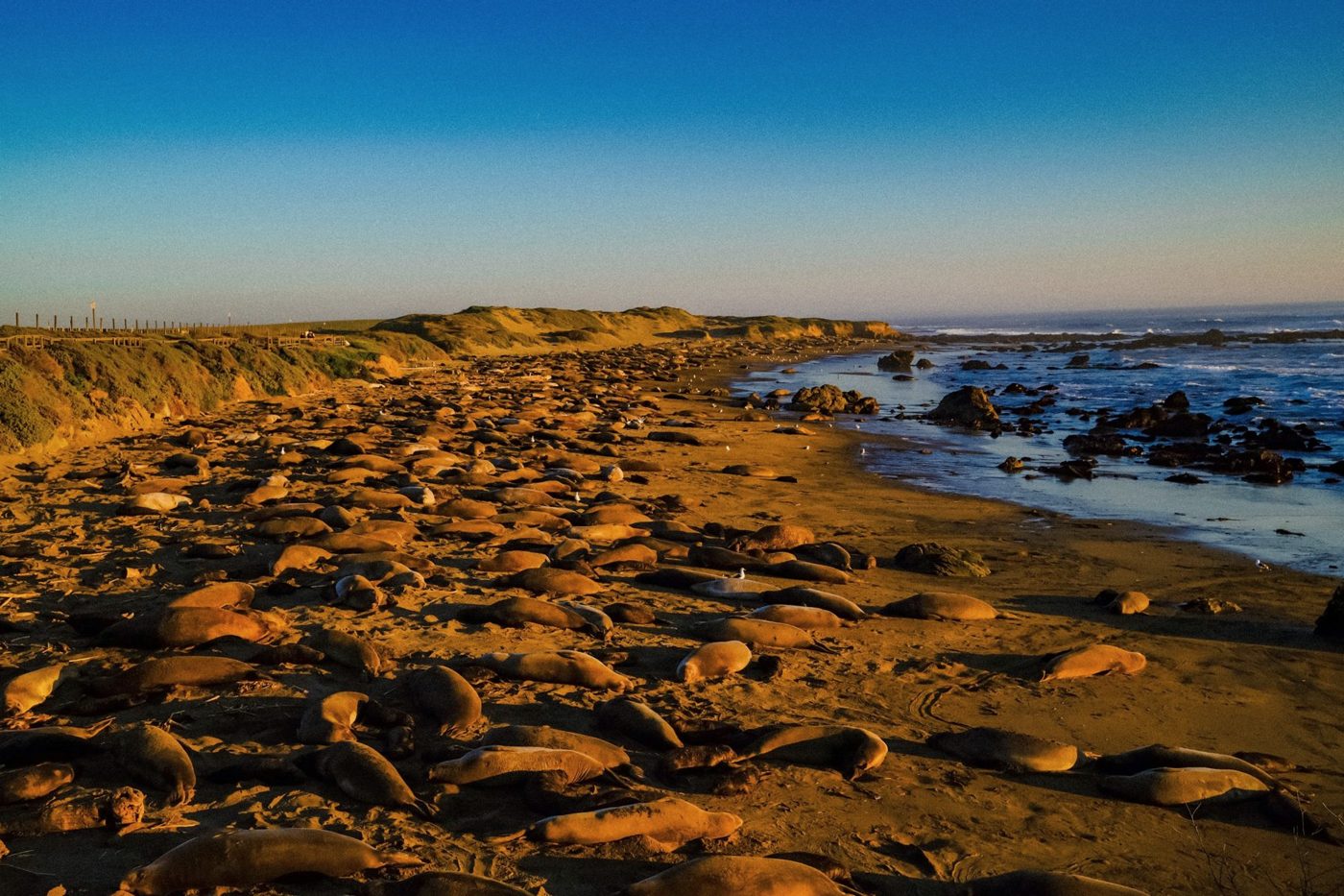 Elefantes-marinhos ao pôr do sol, Piedras Blancas