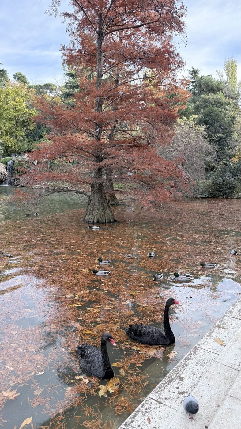 Cisnes negros no Retiro