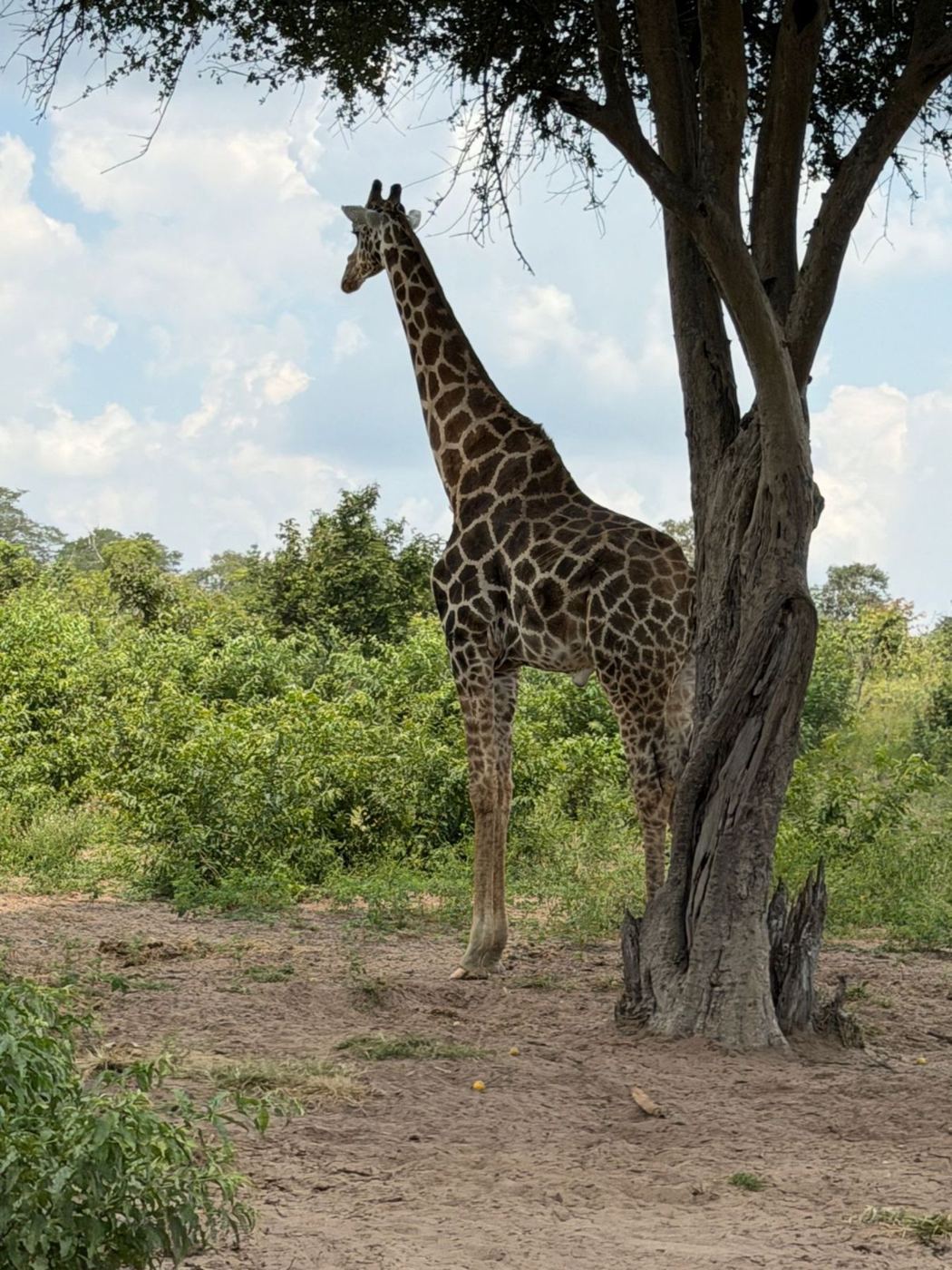 Girafa sob uma acácia, luz da manhã