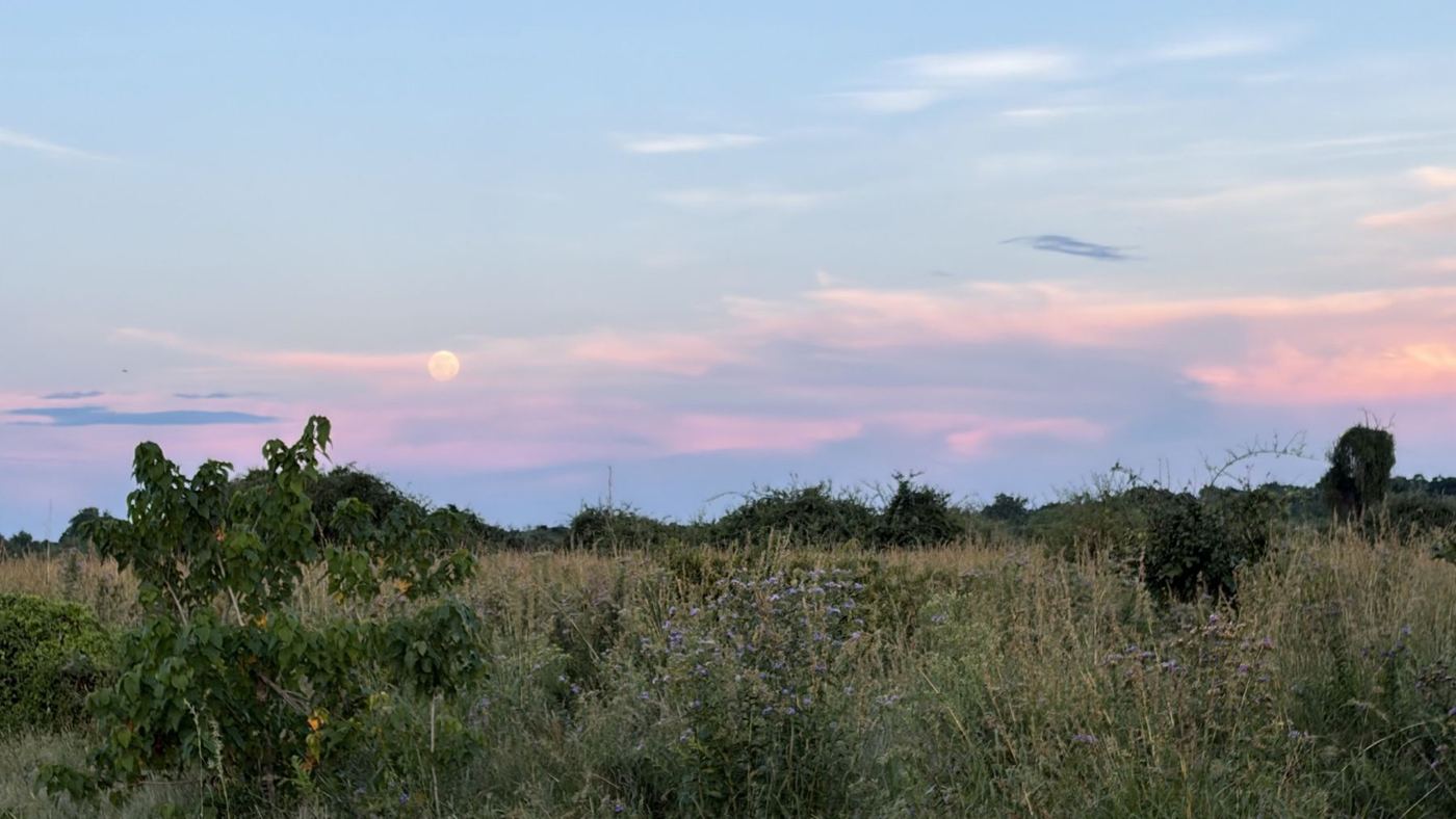 Savana sob céu rosado
