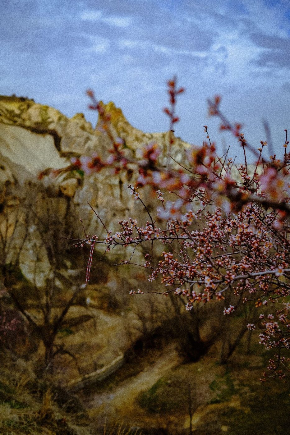 Chaminés de fada e árvores floridas, Göreme