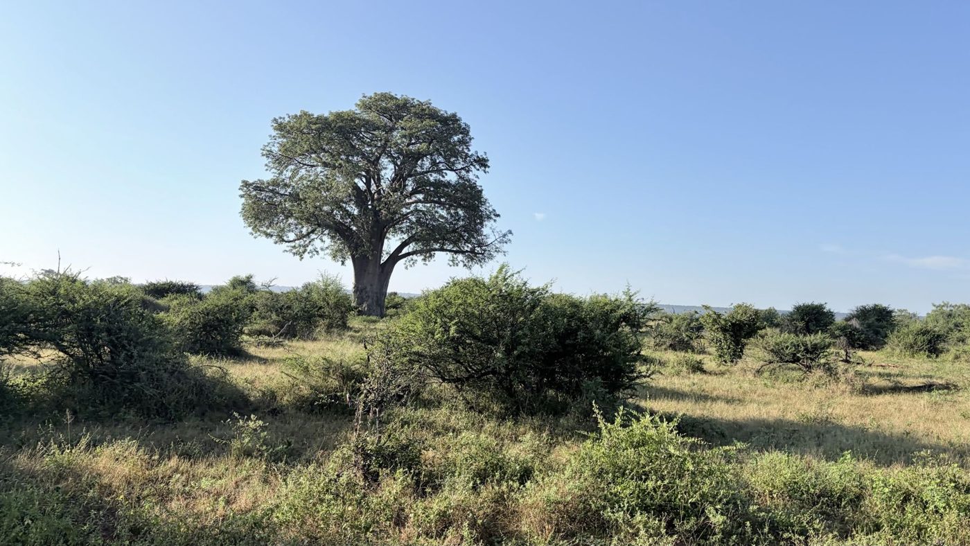 Baobá solitário na savana