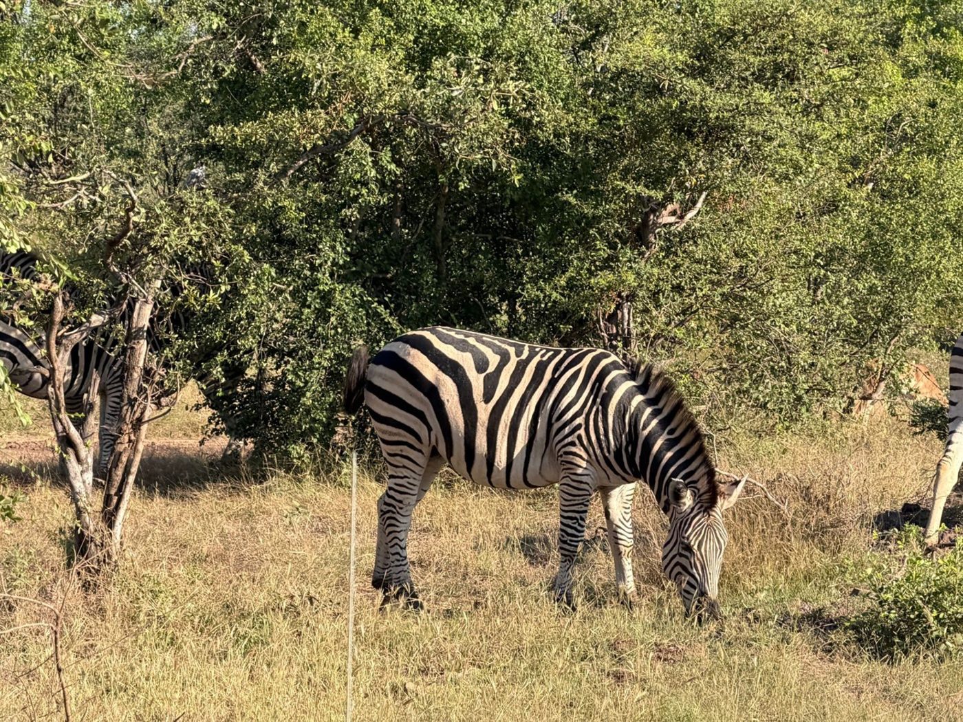 Zebra entre arbustos
